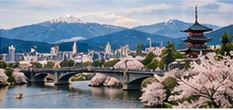 Cherry blossoms beside a river in Kyoto