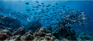 A school of fish swimming over a coral reef
